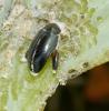 Psylliodes sp.
